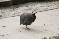 IMG_6772